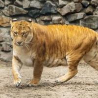 Liger 200x200