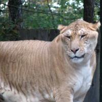 Best Hybrid Animals 200x200