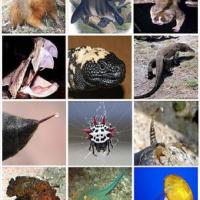 Most Venomous Animal 200x200